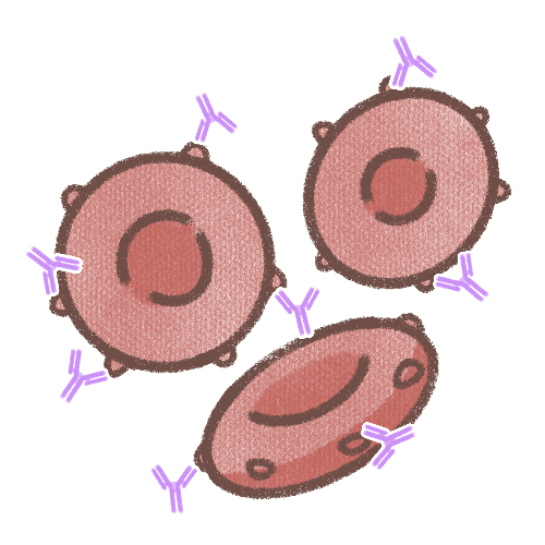 IgG抗体に感作された赤血球のイラスト