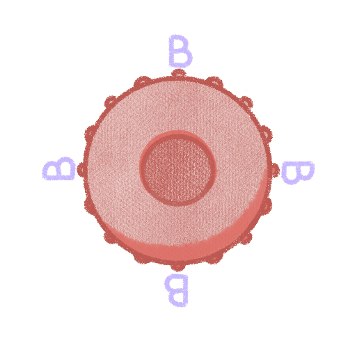 B型赤血球のイラスト