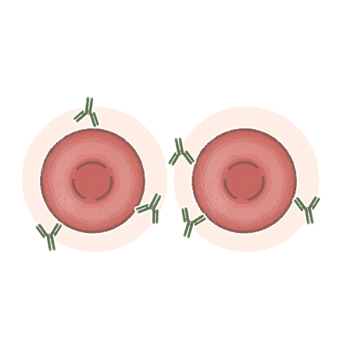 ゼータ電位と抗体感作のイラスト(IgG)