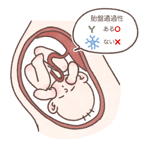 「免疫グロブリンの胎盤通過性」のイラスト